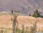 peru0327.jpg